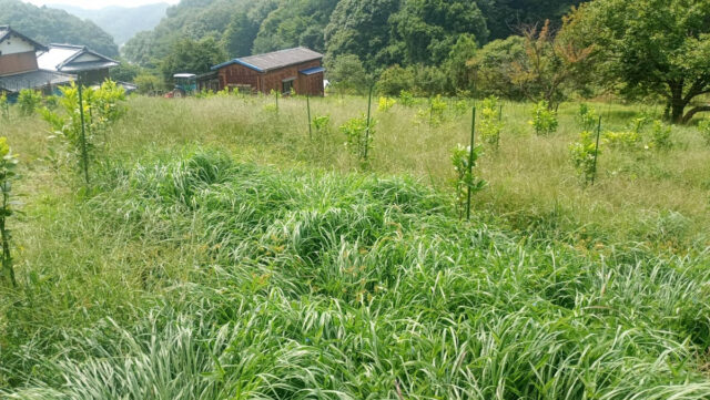 奥吉名圃場