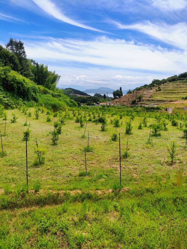 赤崎圃場