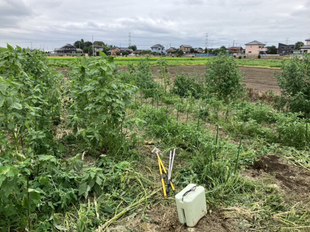 茨城圃場