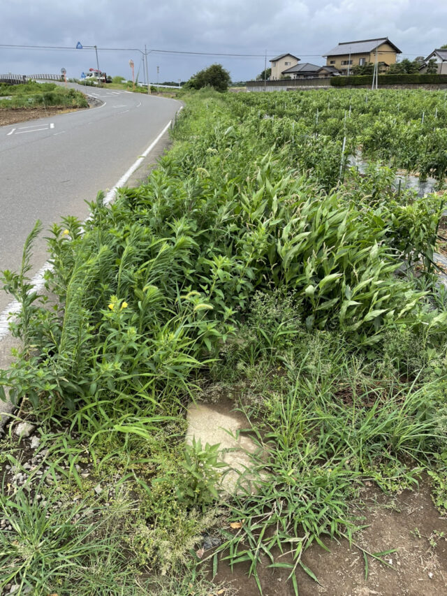 茨城圃場