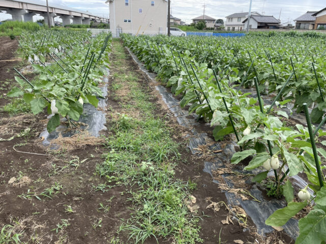茨城白茄子圃場