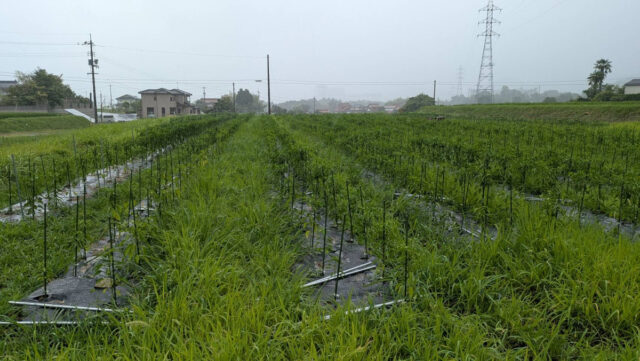 八本松唐辛子圃場