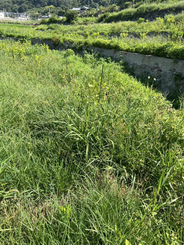 赤崎半島圃場