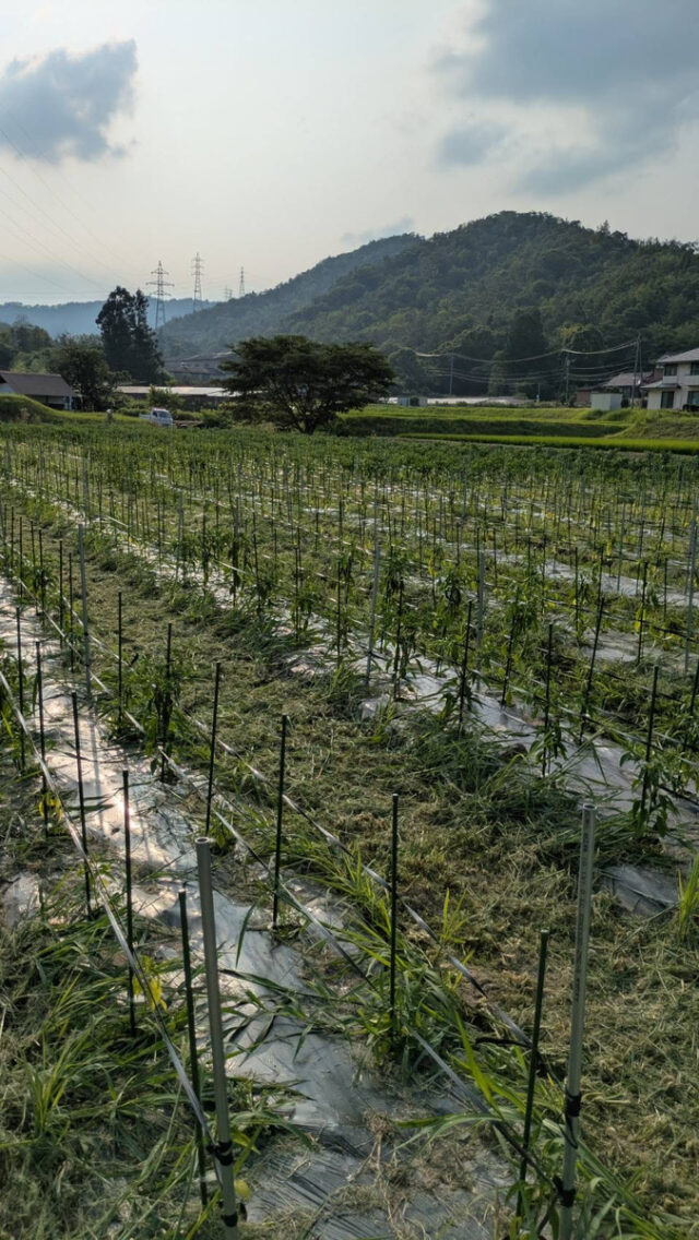 八本松唐辛子圃場