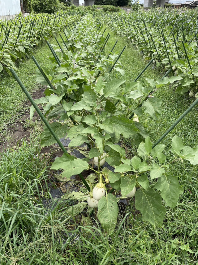 茨城白茄子圃場