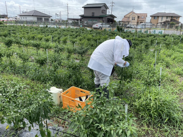 茨城圃場