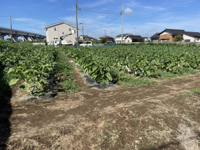 茨城白茄子圃場