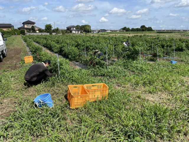 茨城圃場