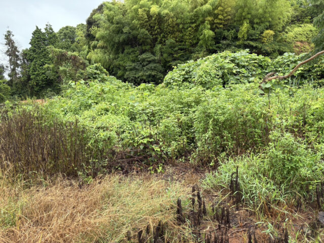 赤崎半島圃場