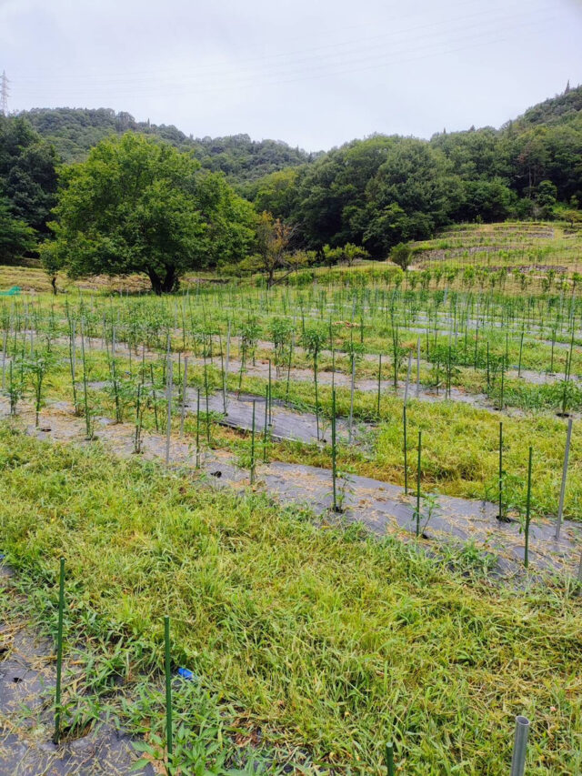 奥吉名唐辛子圃場