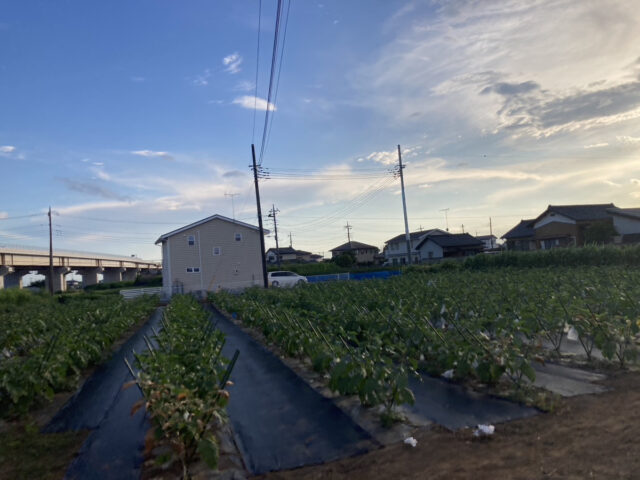 茨城白茄子圃場