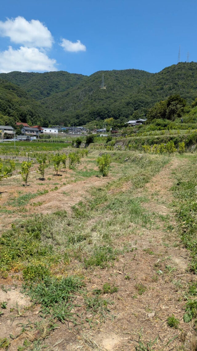 吉名圃場