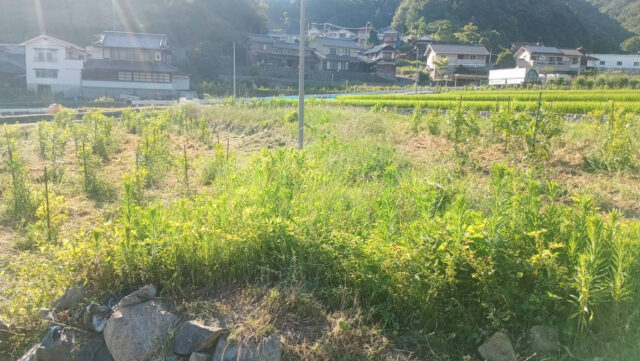 吉名圃場