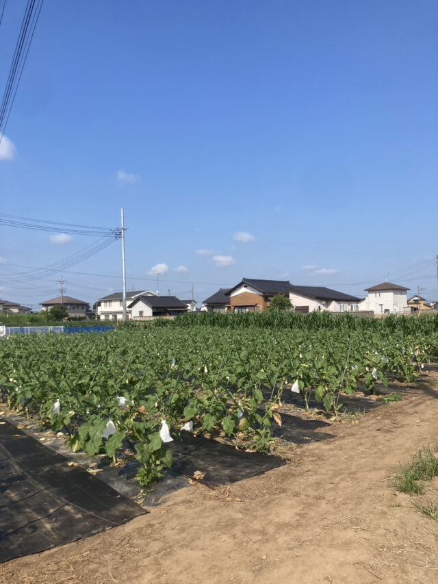 茨城白茄子圃場