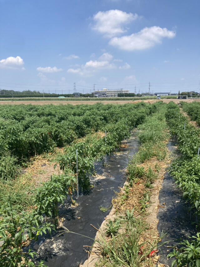 茨城圃場