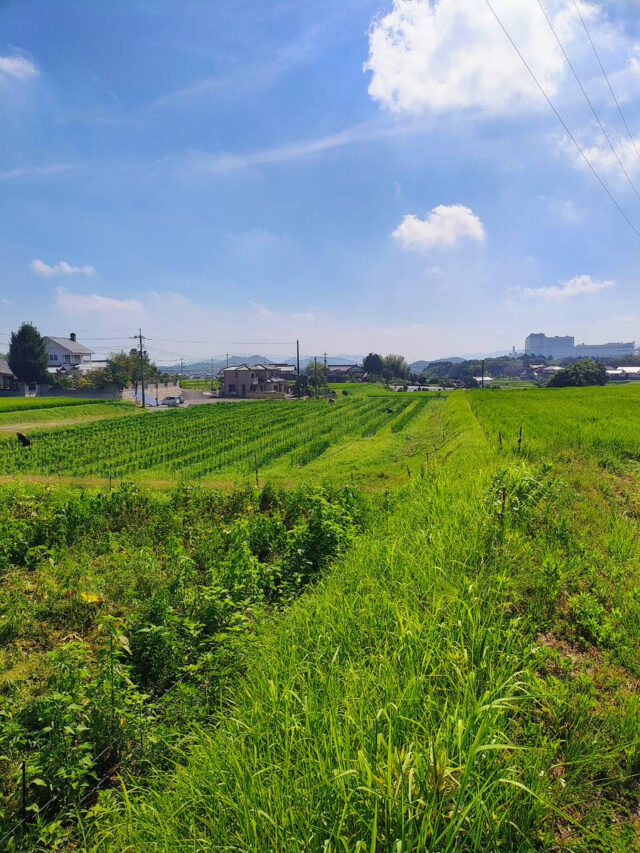 八本松唐辛子圃場