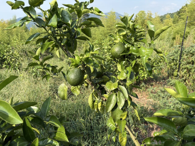 茨城白茄子圃場