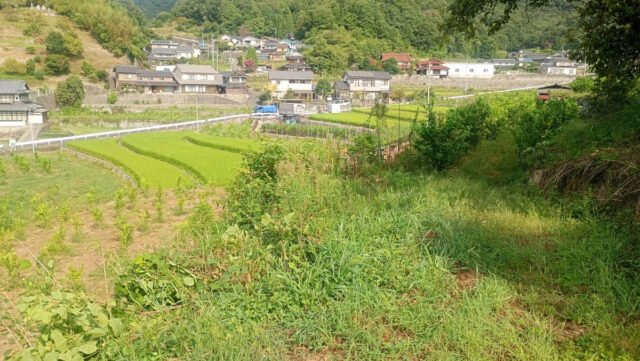 茨城圃場