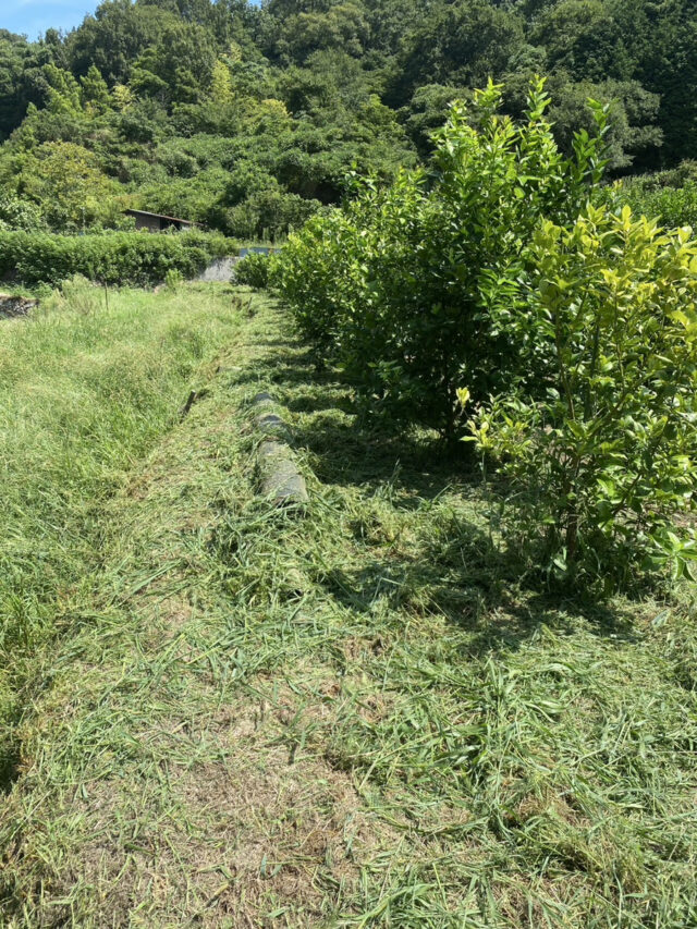 江田島圃場