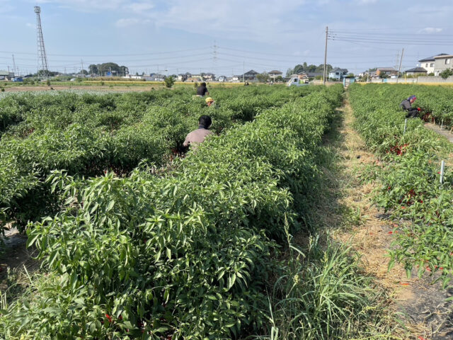 茨城圃場