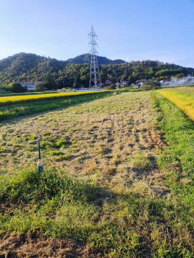 茨城圃場