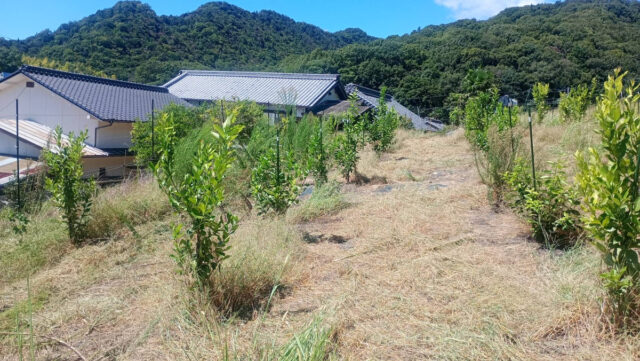 八本松唐辛子圃場