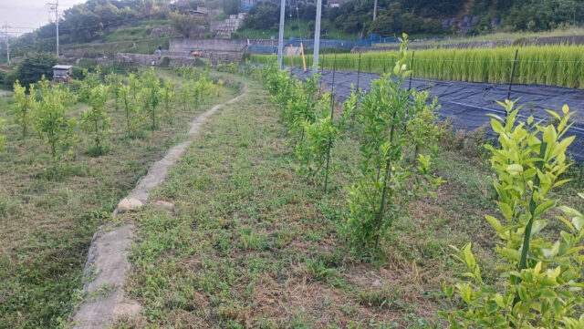 吉名圃場
