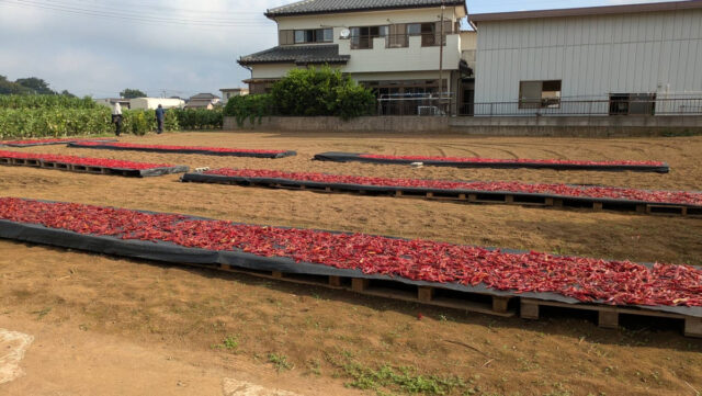 茨城圃場