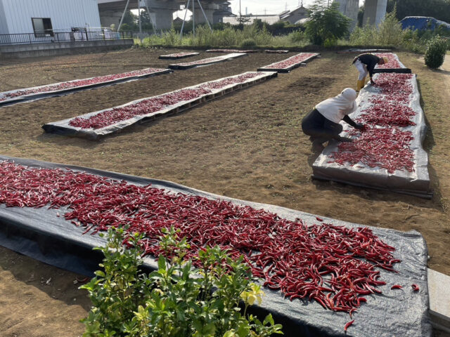 茨城圃場