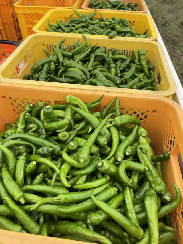 茨城圃場
