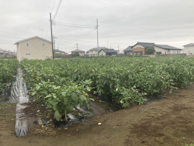 茨城白茄子圃場