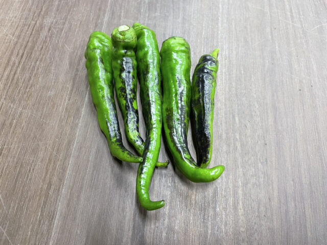 完熟万願寺とうがらし!!