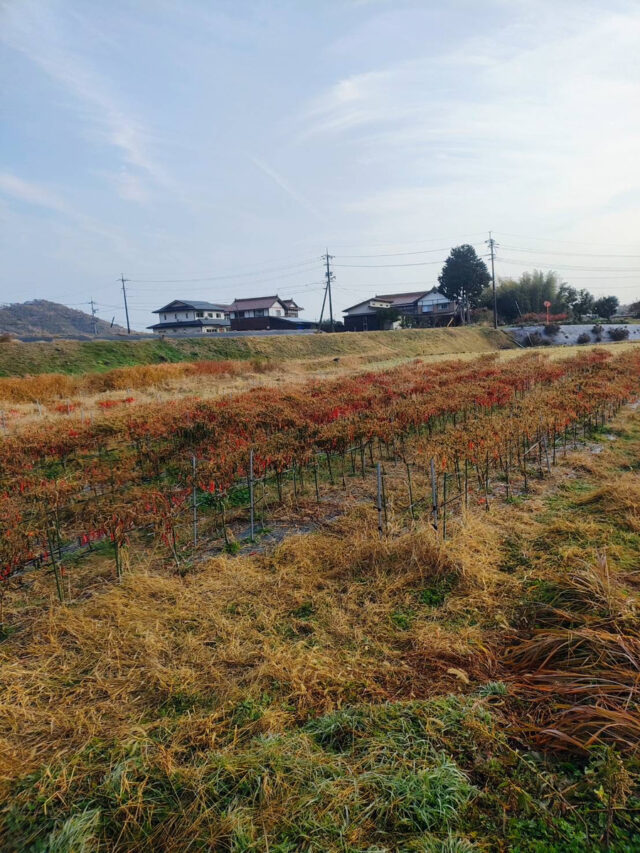 八本松唐辛子圃場