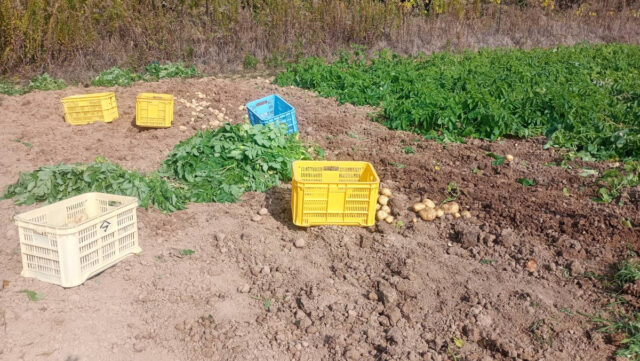 赤崎半島じゃがいも圃場