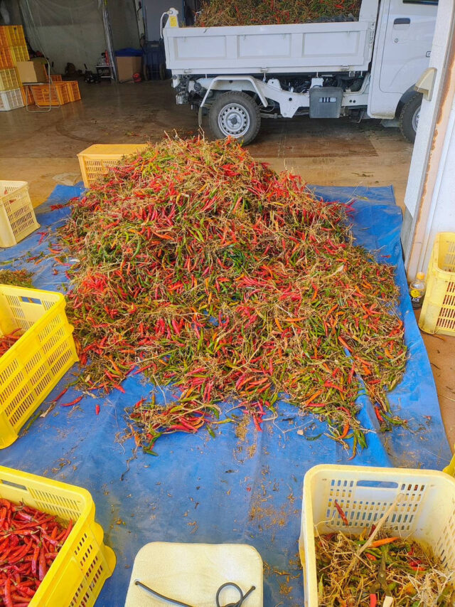 八本松唐辛子圃場