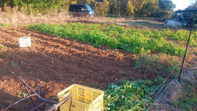 赤崎半島じゃがいも圃場