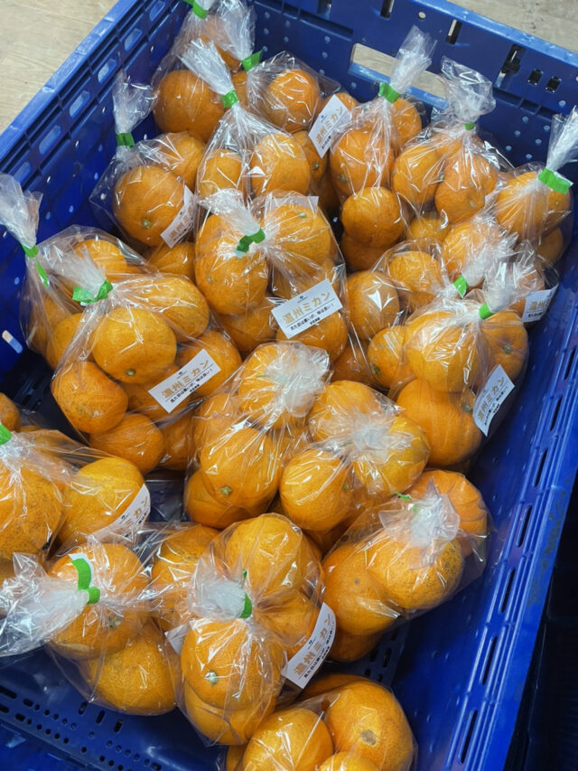 みかんの出荷準備