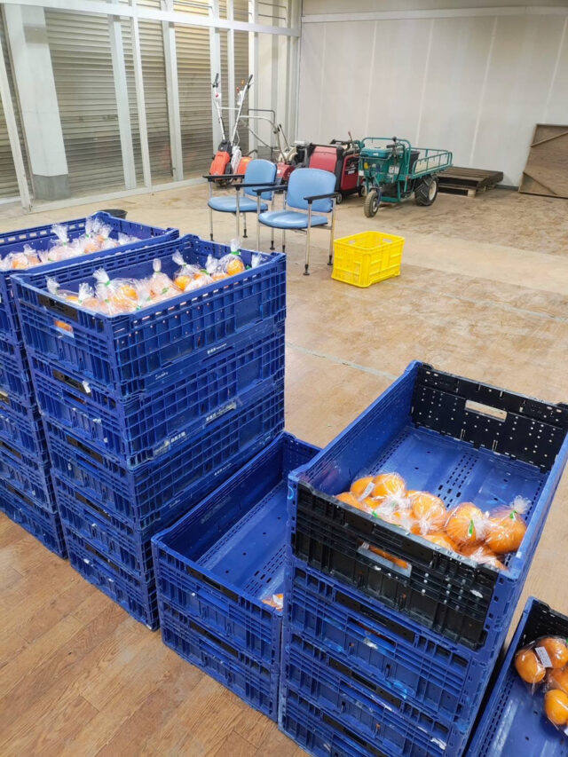 みかんの出荷準備