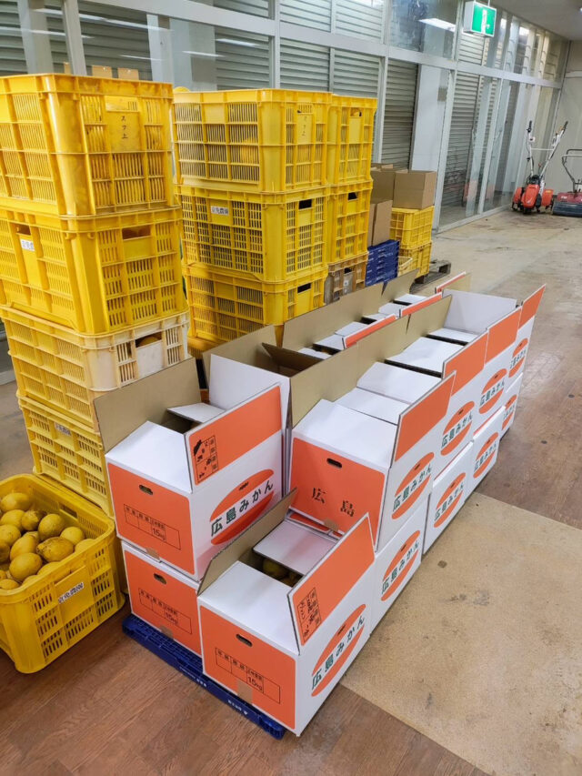 柑橘の出荷準備