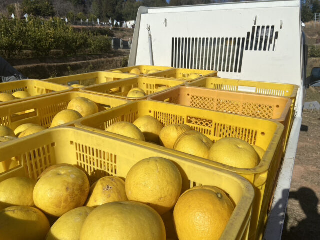 大橘の出荷と納品を行いました。
