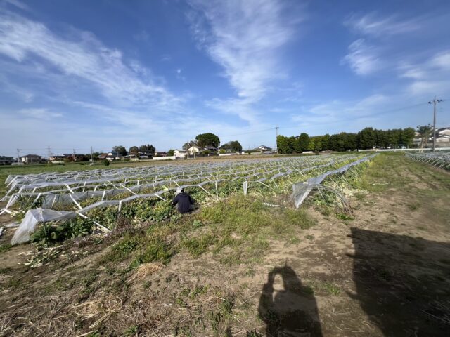 境第15圃場・境第18圃場・境第19圃場