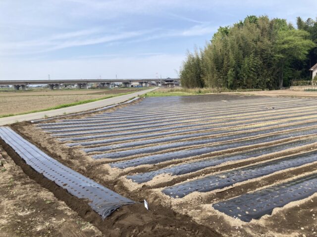 五霞町第11圃場・第12圃場