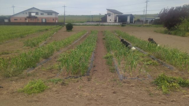 境町第1圃場・第22圃場