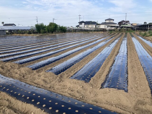 五霞第12圃場・五霞第17圃場