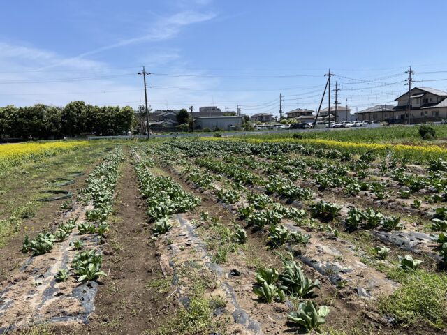 境第15圃場