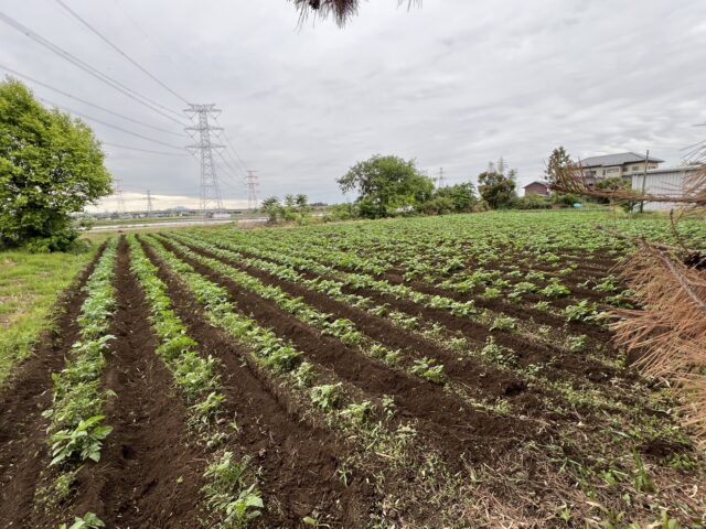 五霞第1圃場・第2圃場・第4圃場・第5圃場・第6圃場・第7圃場