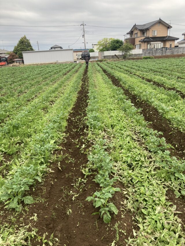 境第1圃場・第15圃場