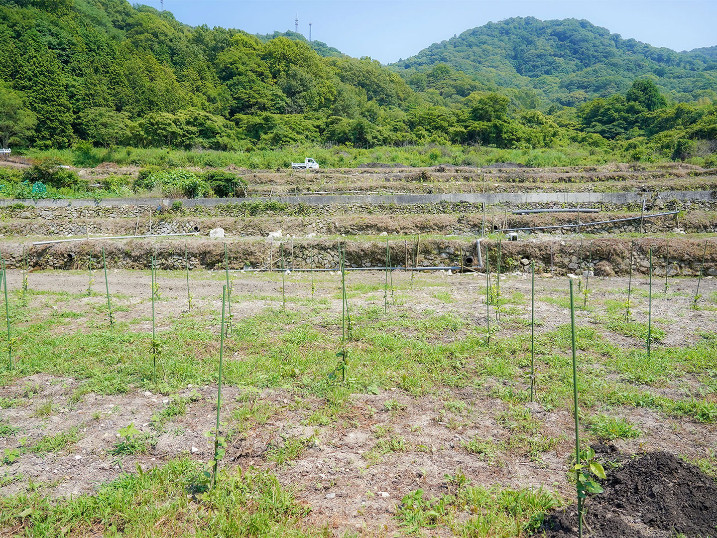 江田島レモン農園
