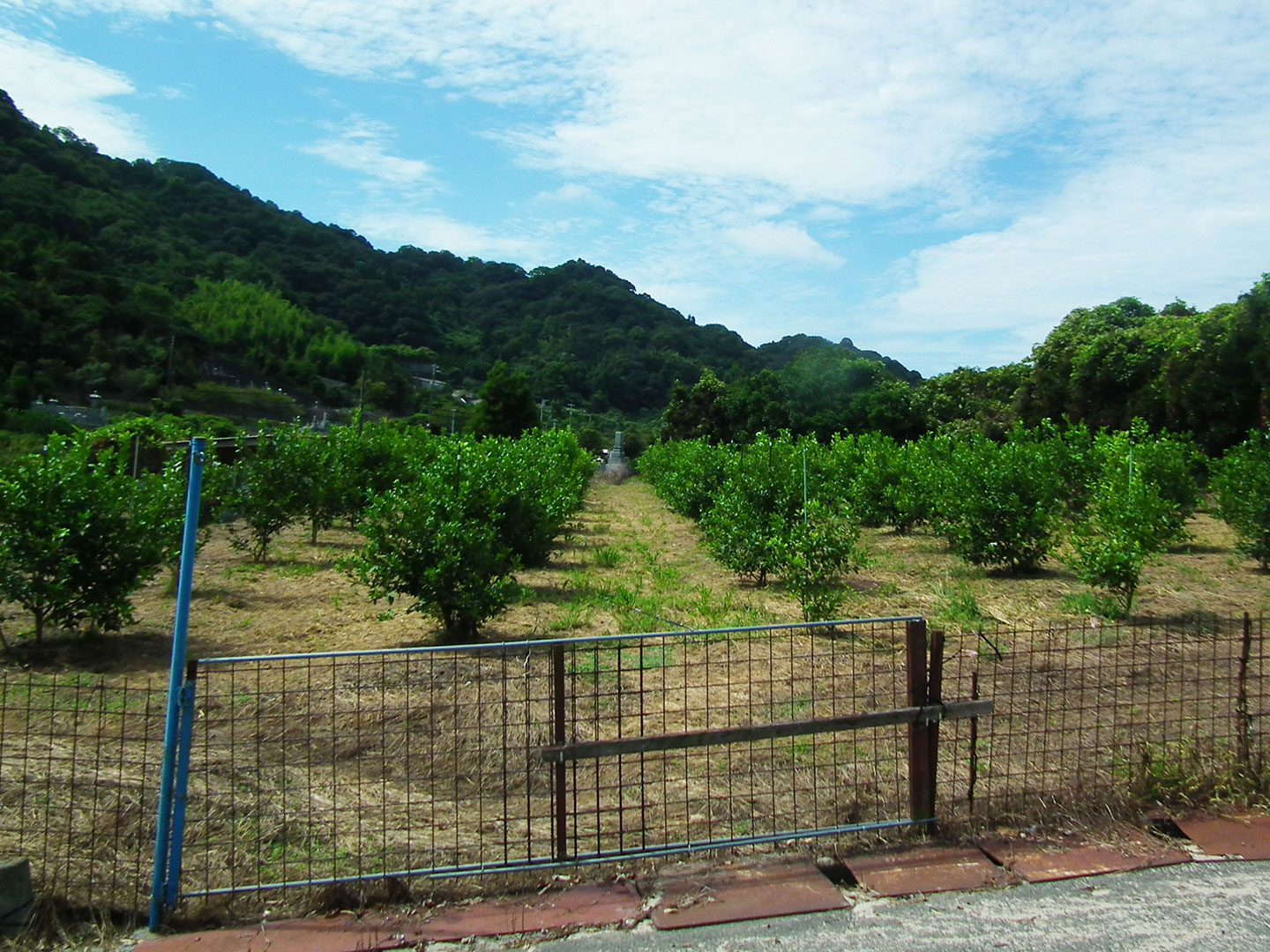 蒲刈レモン農園