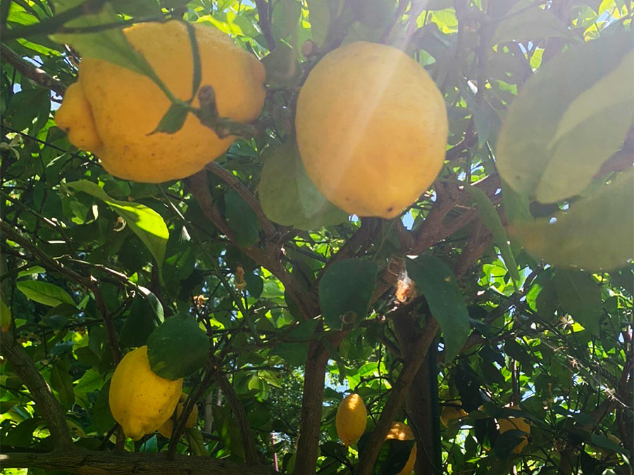 蒲刈レモン農園